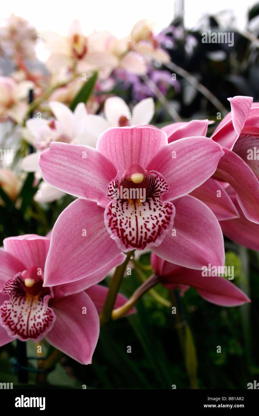 CYMBIDIUM RIEVAULX HAMSEY. ORCHIDEE. Stockfoto