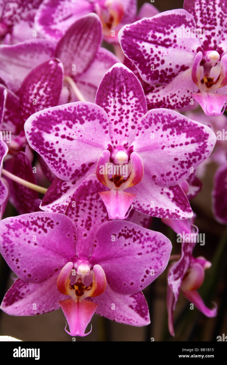 PHALAENOPSIS. MISS CUBA. NACHTFALTER-ORCHIDEE Stockfoto