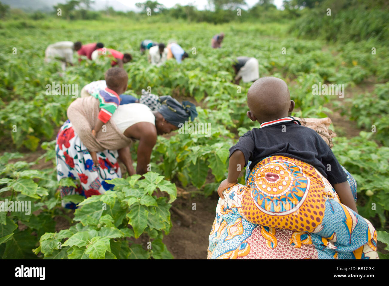 Frauen mit Kindern auf dem Rücken, im Bereich tätig sind, Ghana, Afrika. Stockfoto