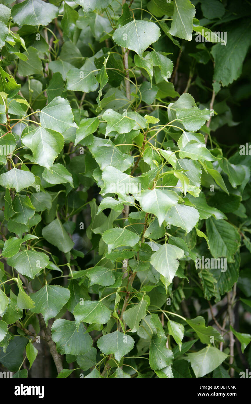 Schwarz-Pappel oder Lombardei Pappel, Populus Nigra, Salicaceae Stockfoto