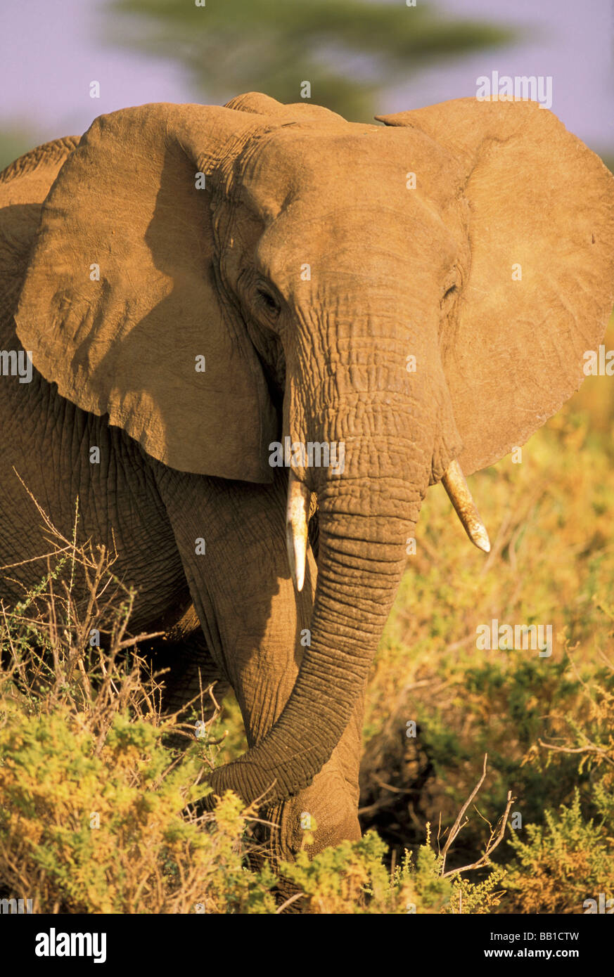 Afrika, Kenia, Samburu National Reserve. Afrikanische Elefanten oder Loxodonta Africana. Stockfoto