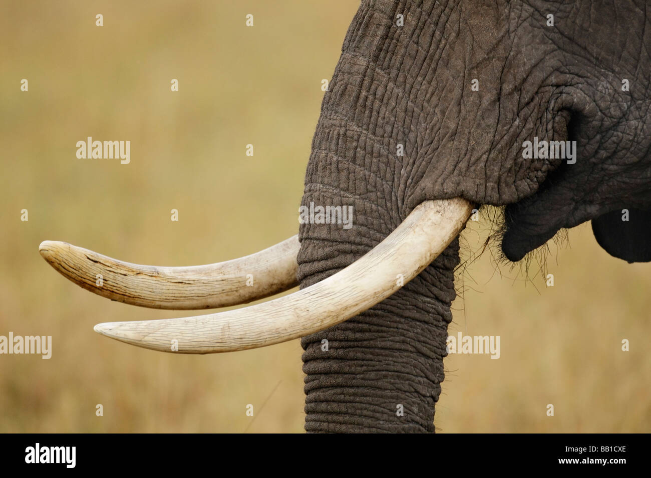 Afrika, Kenia, Masai Mara National Wildlife Reserve, Keekorok Lodg…