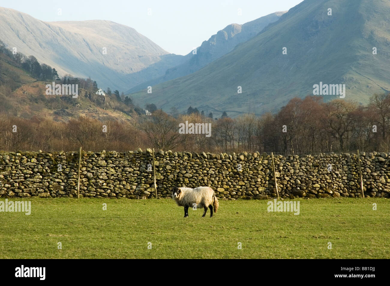 Schafe in der Nähe von Hartsop im englischen Lake District Stockfoto