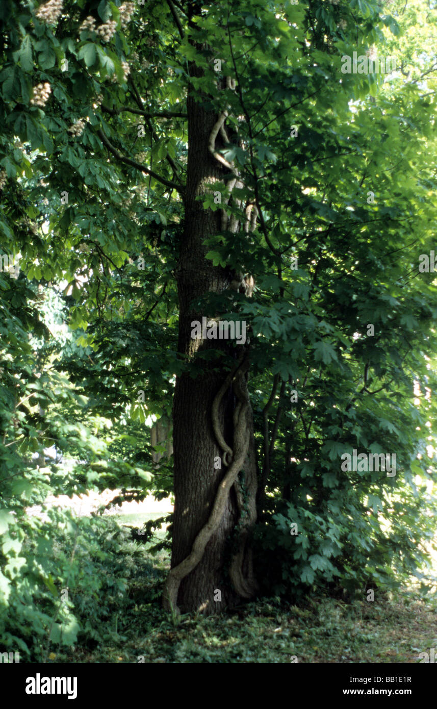 Figur im Wald Stockfoto