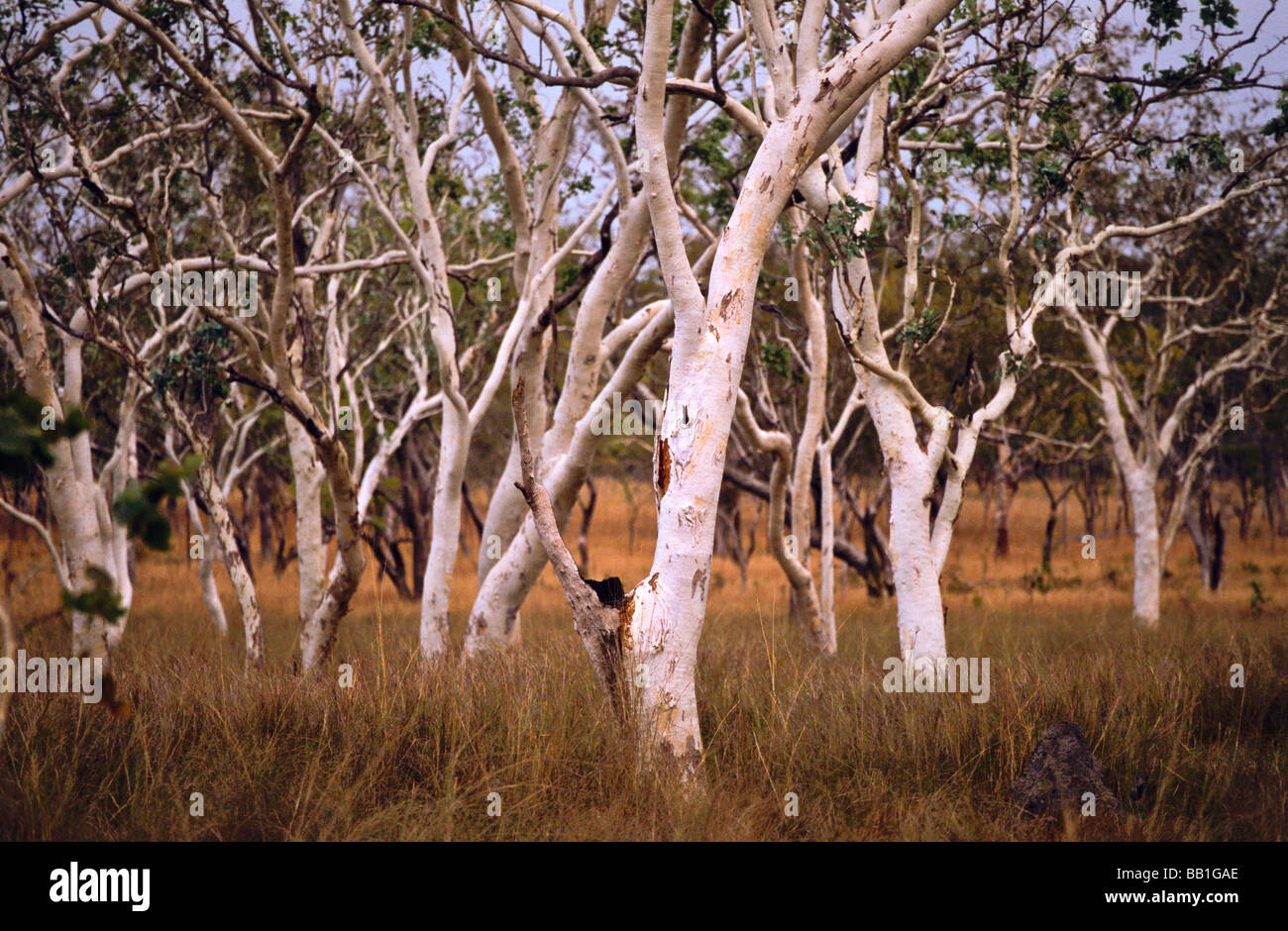 Woodland, Kimberley, Outback Australien Stockfoto