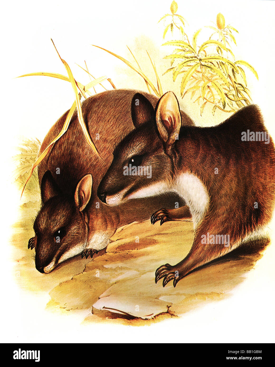 Illustration der Parma Wallaby, ausgestorben Stockfoto