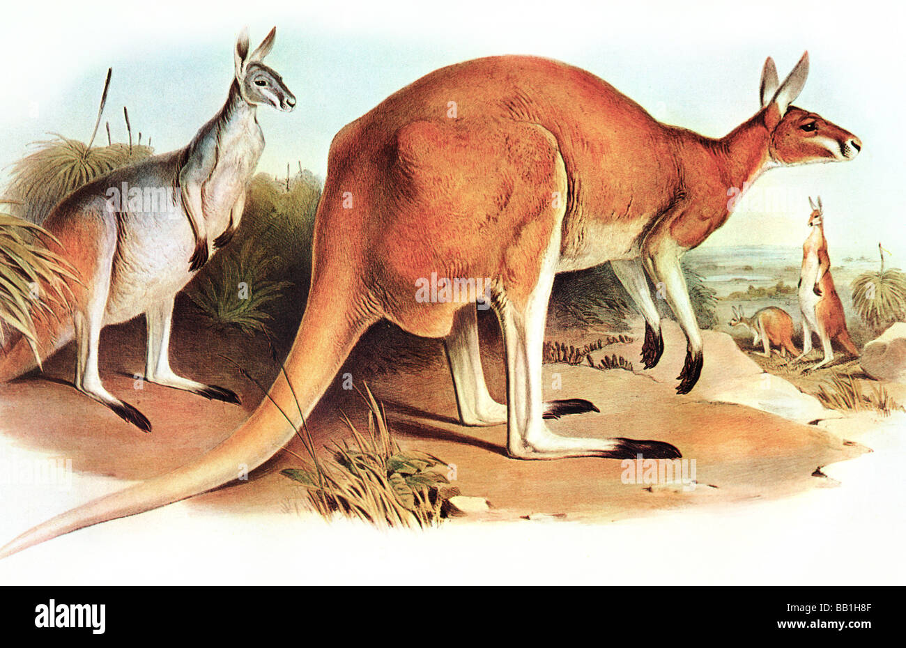 Abbildung von Australiens größten Beuteltiere Säugetieren The Red Kangaroo´s Stockfoto