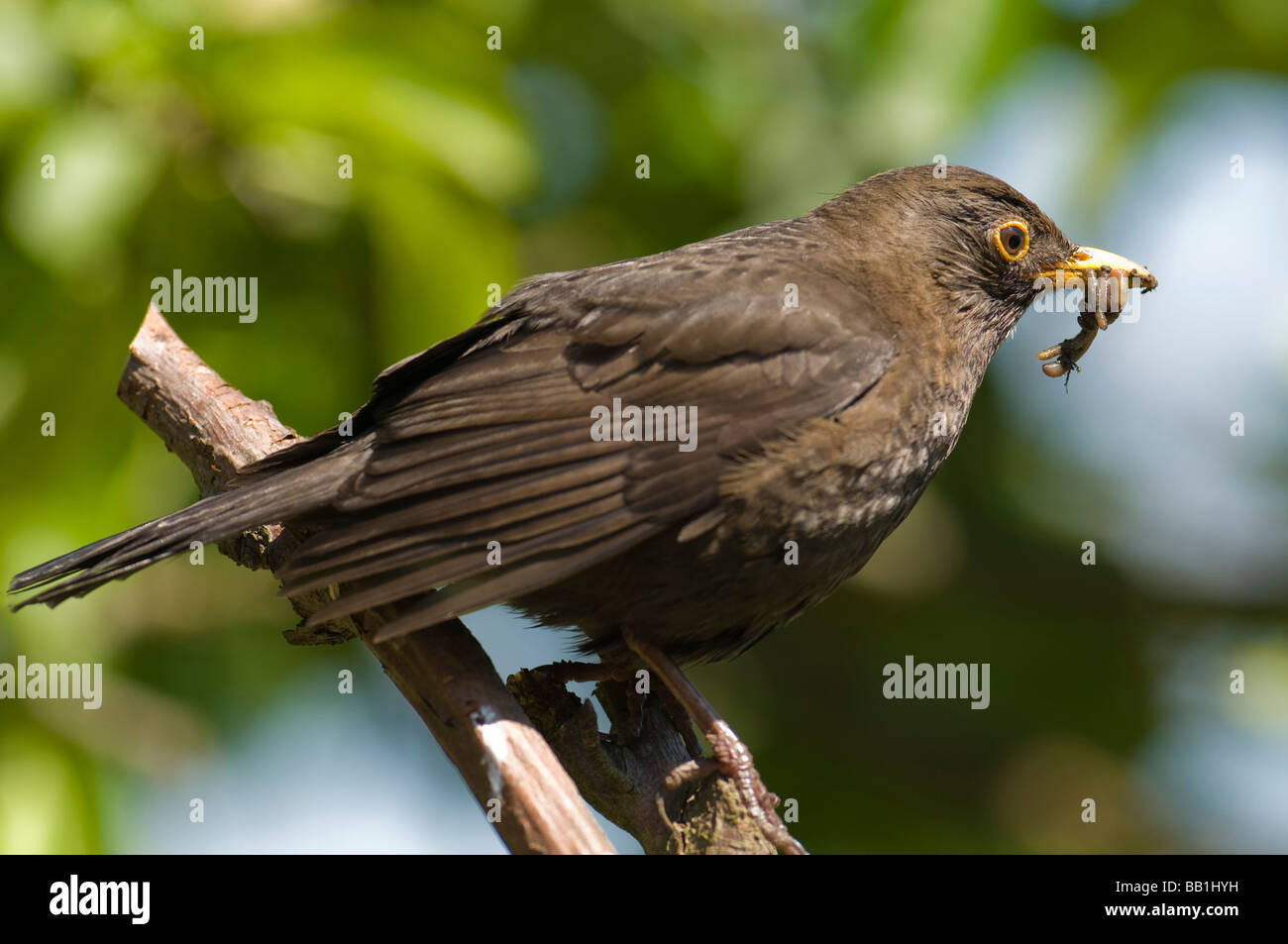 Amsel "Turdus Marula" Hurying um ihre Jungen zu füttern. Stockfoto