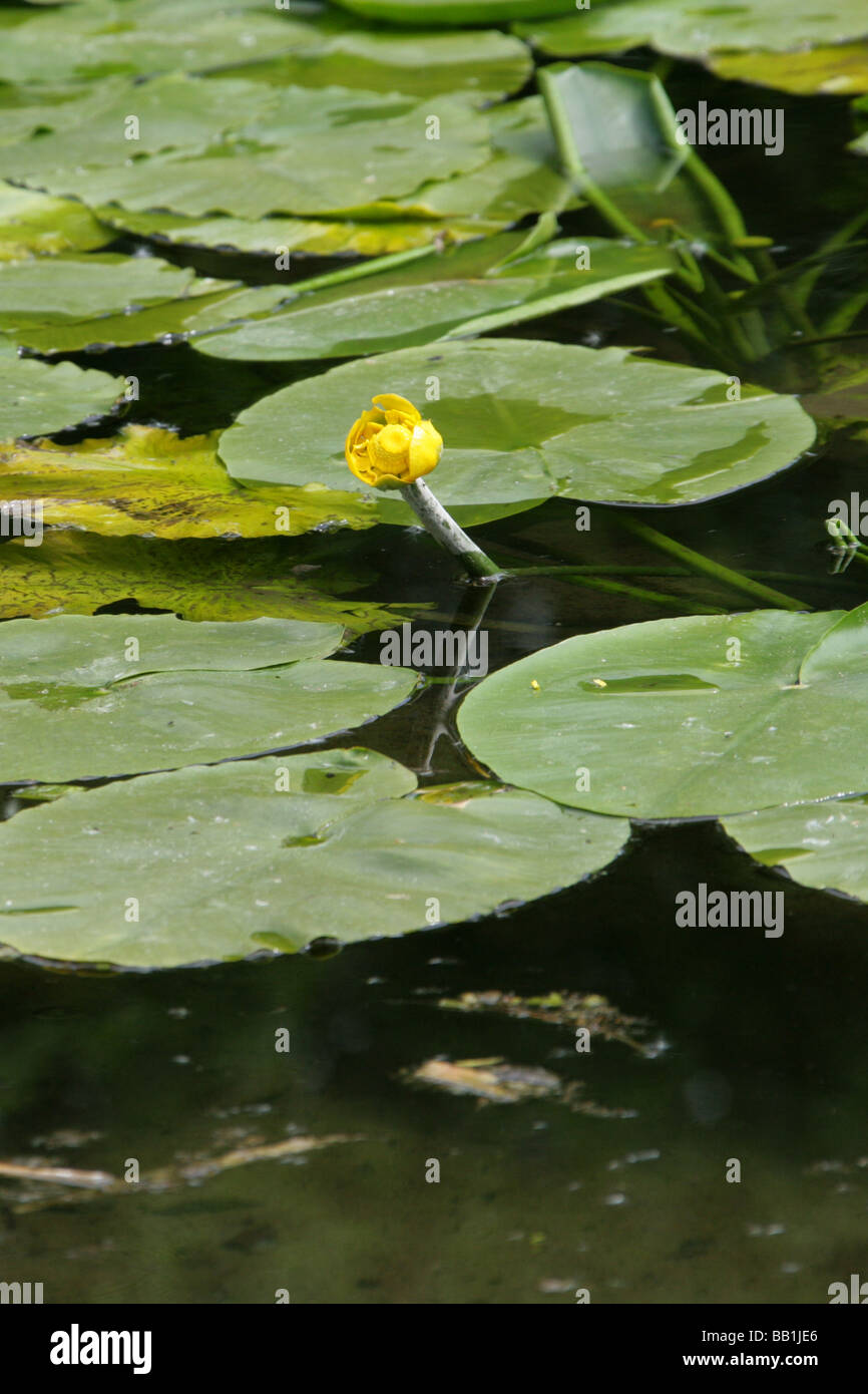 Gelbe Seerosen, Teichrosen Lutea, polaren. Aka Spatterdock, Kuh Lily