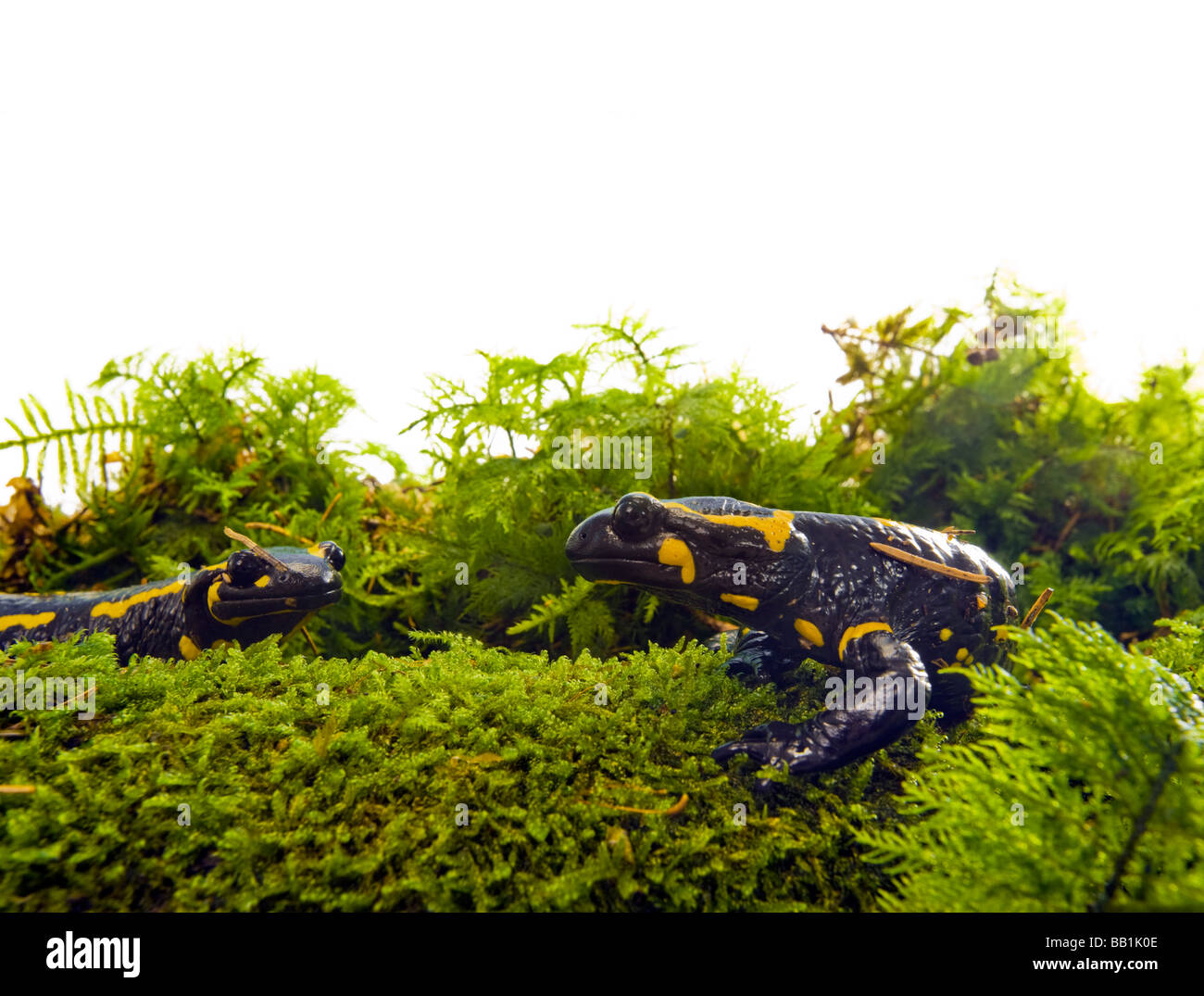 Firesalamander Feuersalamander Salamandra Salamandra alpine wahren weißen Hintergrund Platz für das Textlayout CLOSEUP CLOSE UP in Moos Stockfoto