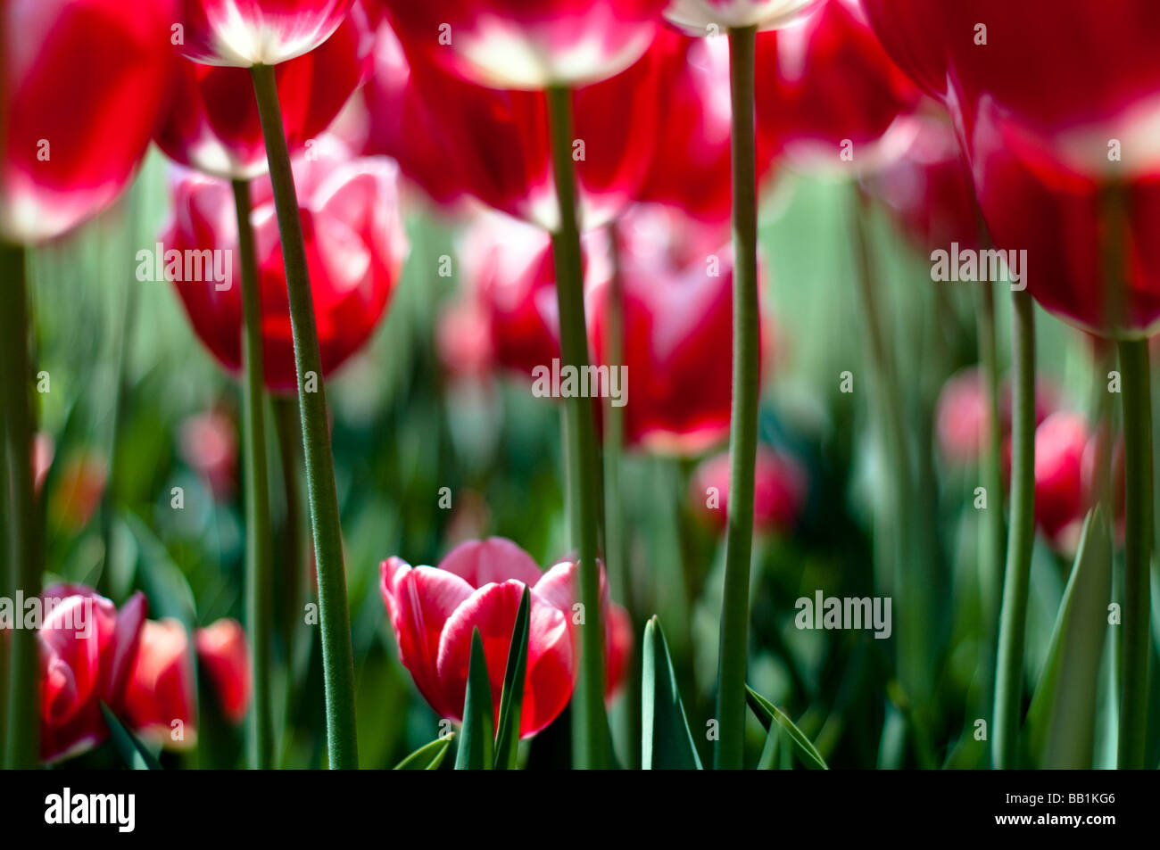 Der Parc de l'Indépendance in den Ufern des Genfer Sees in Morges ist  gefüllt mit Tulpe Blumen jeder Form und Farbe Stockfotografie - Alamy