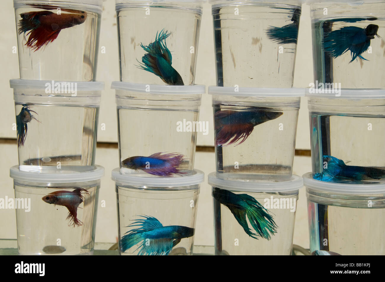 Fisch zum Verkauf in der Vogel- und Blumenmarkt in Kunming, China Stockfoto