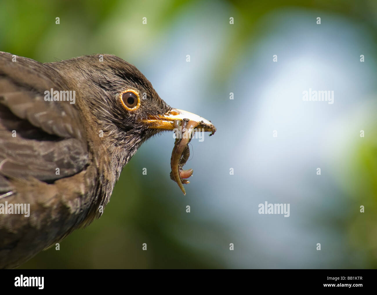 Amsel "Turdus Marula" Hurying um ihre Jungen zu füttern. Stockfoto