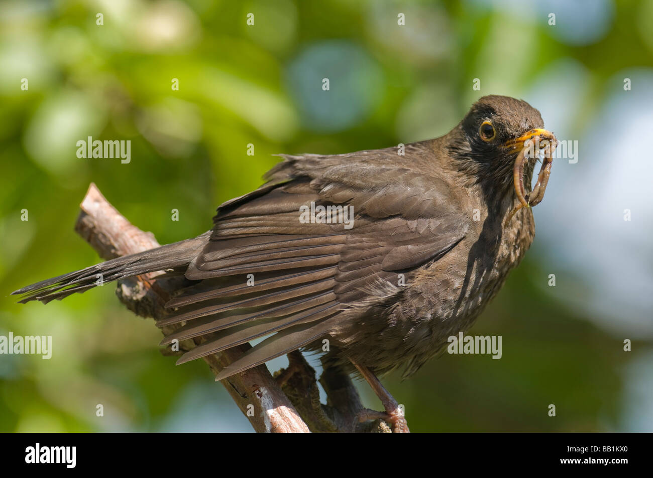 Amsel "Turdus Marula" Hurying um ihre Jungen zu füttern. Stockfoto