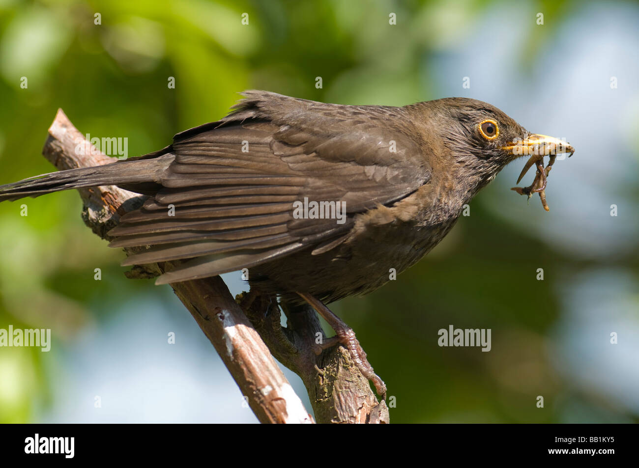 Amsel "Turdus Marula" Hurying um ihre Jungen zu füttern. Stockfoto