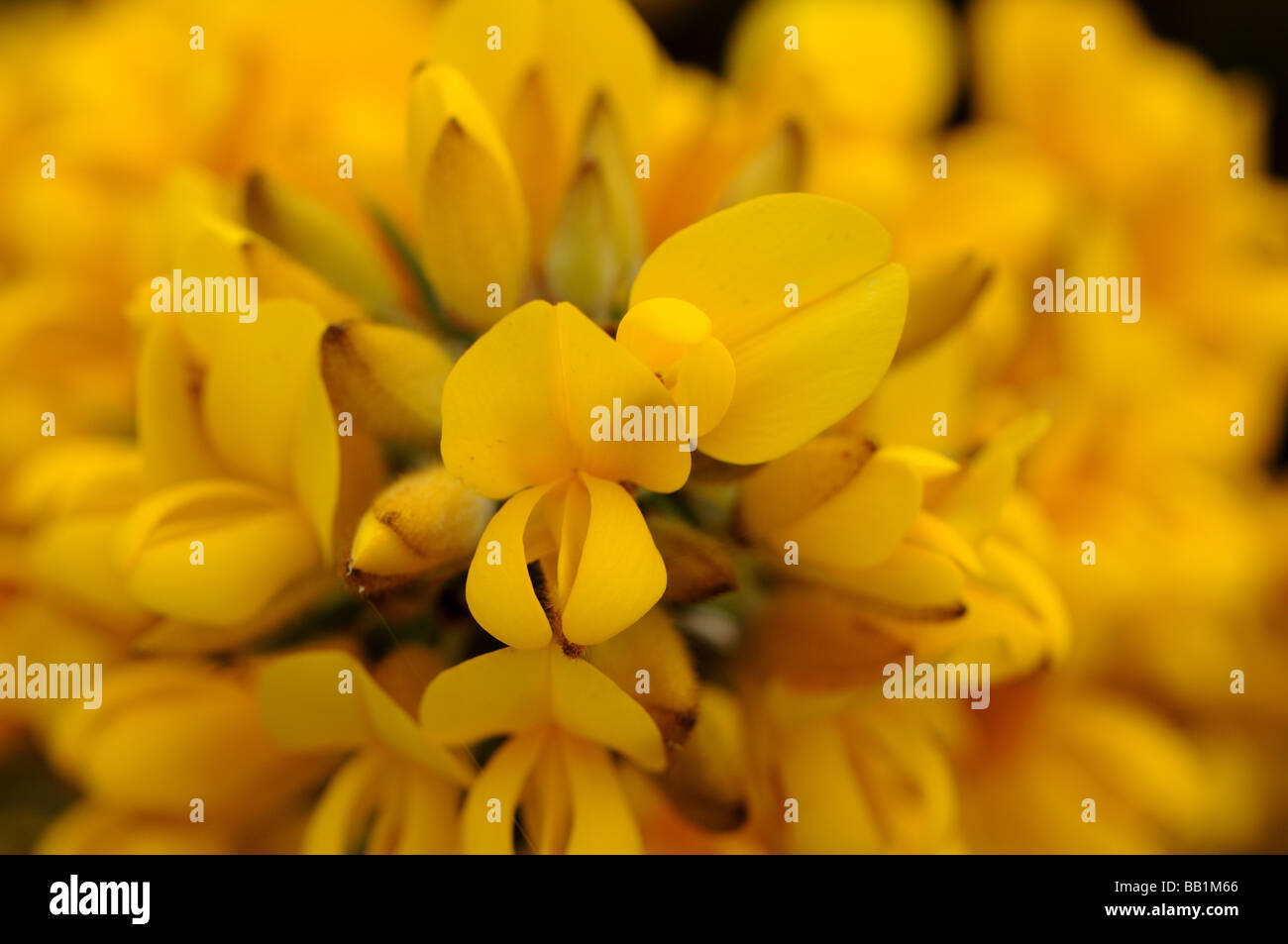 Stechginster (Ulex Europaeus) Blumen Stockfoto