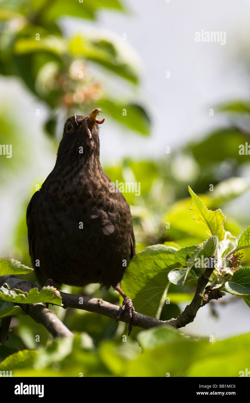 Amsel "Turdus Marula" Hurying um ihre Jungen zu füttern. Stockfoto