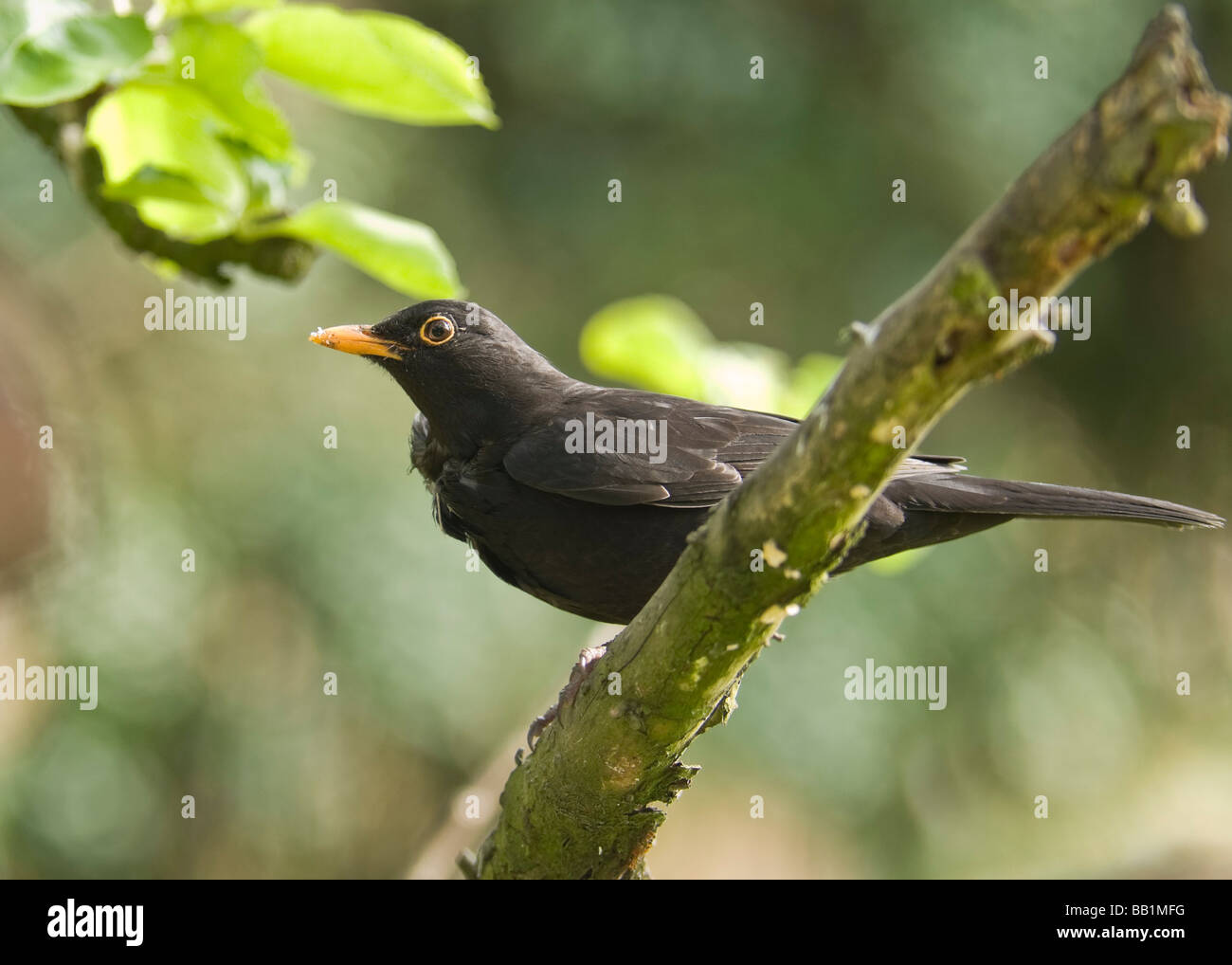 Blackbird "Turdus Marula" auf einem Ast. Stockfoto