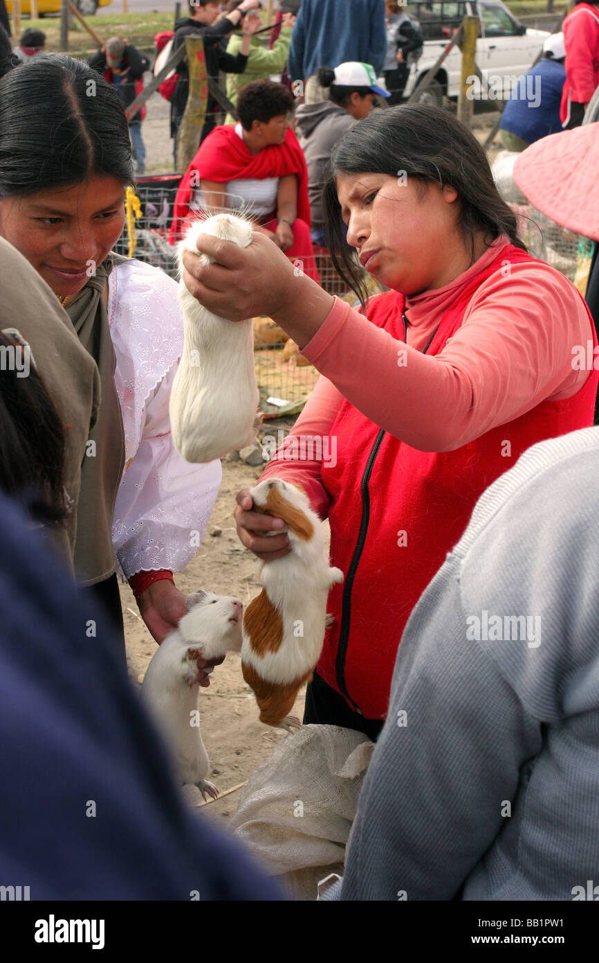 Indigene Frauen auf dem Tier Markt in Otavalo, Geschlechtsbestimmung Cuicocha (Meerschweinchen) zum Verkauf, zur Zucht und zum Abendessen. Stockfoto