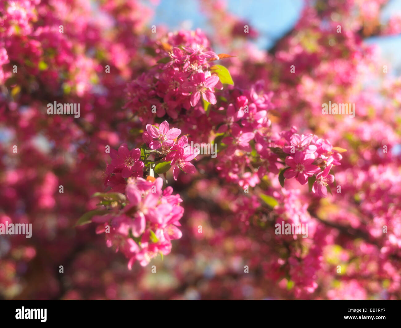 Lila Blüten von blühenden Crabapple Baum Toronto Ontario Kanada Stockfoto