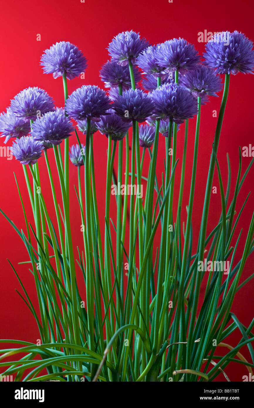 Eine blühende Pflanze Schnittlauch (Allium Schoenoprasum). Pied de Ciboulette (Allium Schoenoprasum) En Fleurs. Stockfoto