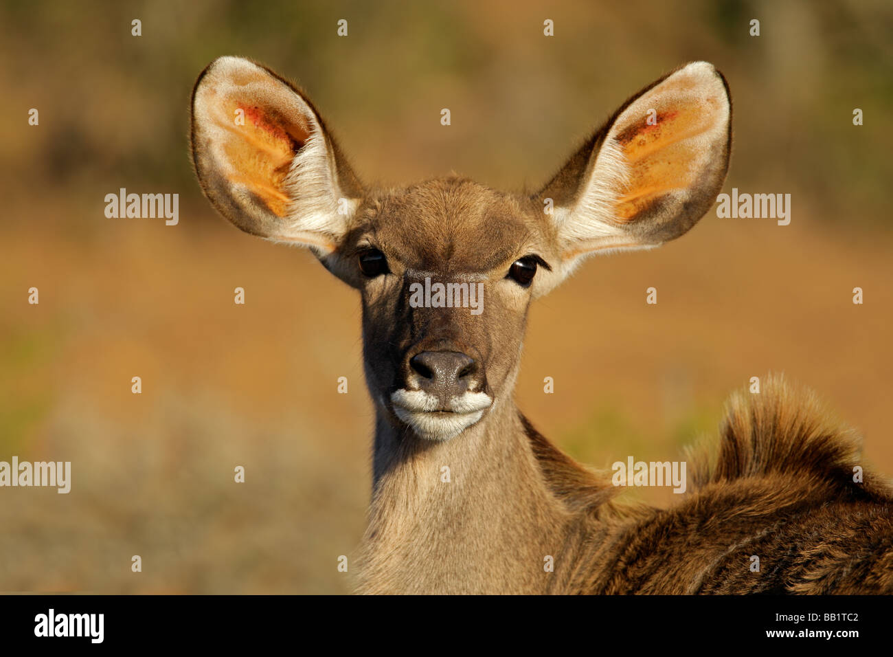 Eine weibliche Kudu Antilope (Tragelaphus Strepsiceros), Südafrika Stockfoto