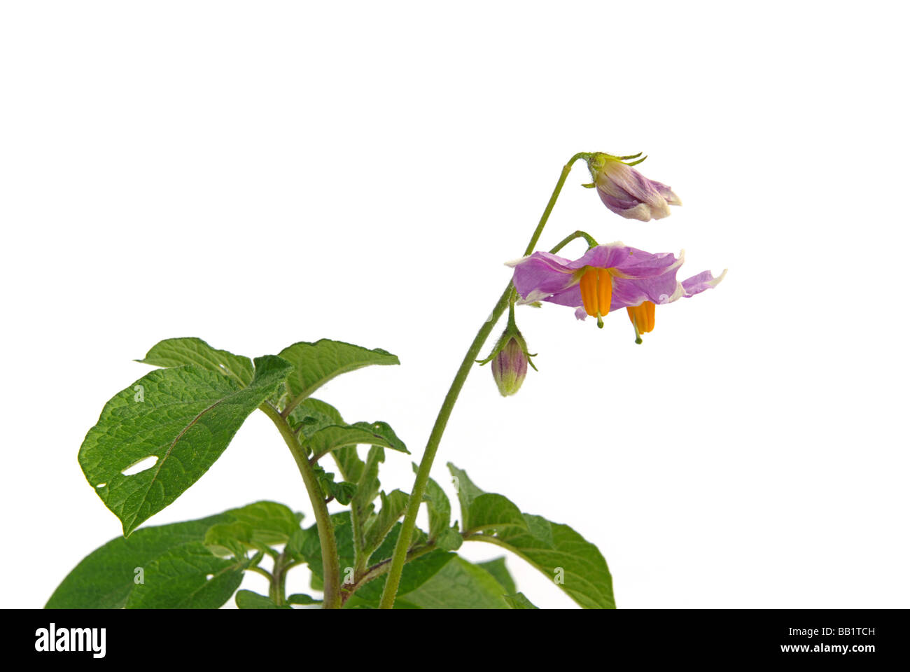 Kartoffelpflanzenblüte Kartoffel Blume 02 Stockfoto