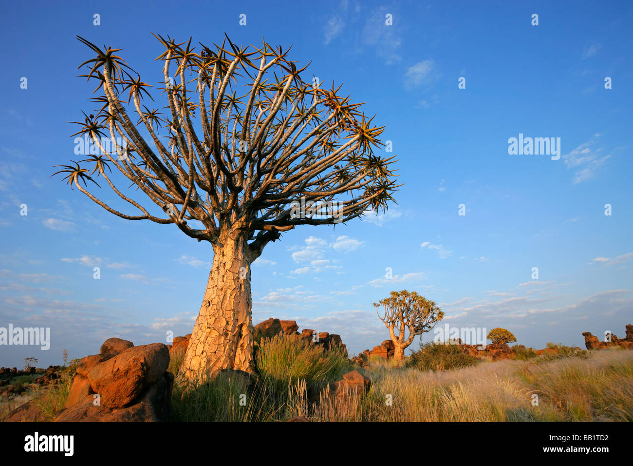 Wüstenlandschaft mit Granitfelsen und einem Köcherbaum (Aloe Dichotoma), Namibia, Südliches Afrika Stockfoto