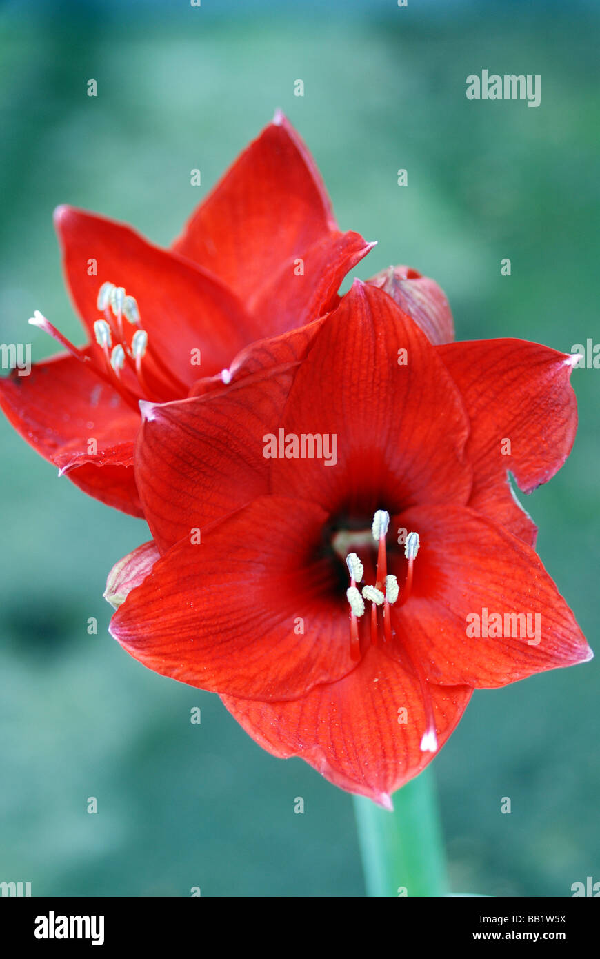 Nahaufnahme der ROTEN AMARYLLIS, Blume Stockfoto