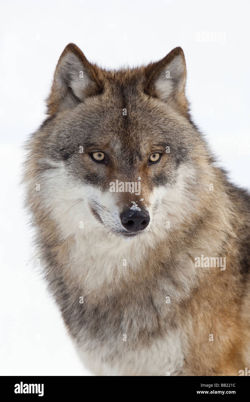 Europäische graue Wolf (Canis Lupus), portrait Stockfoto