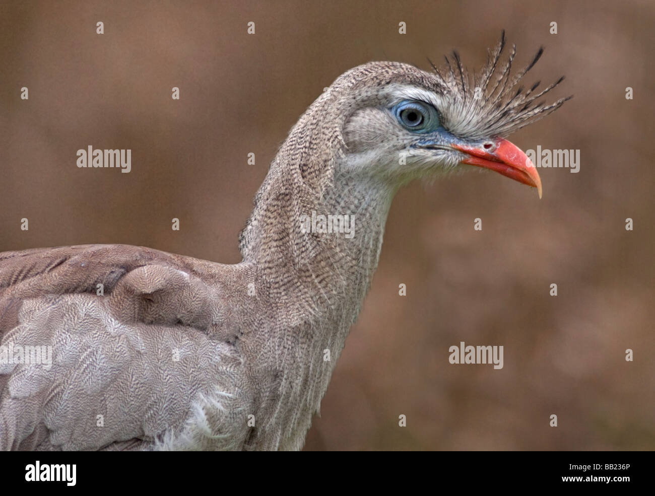 Rot-Legged Seriema (Cariama Cristata) Stockfoto