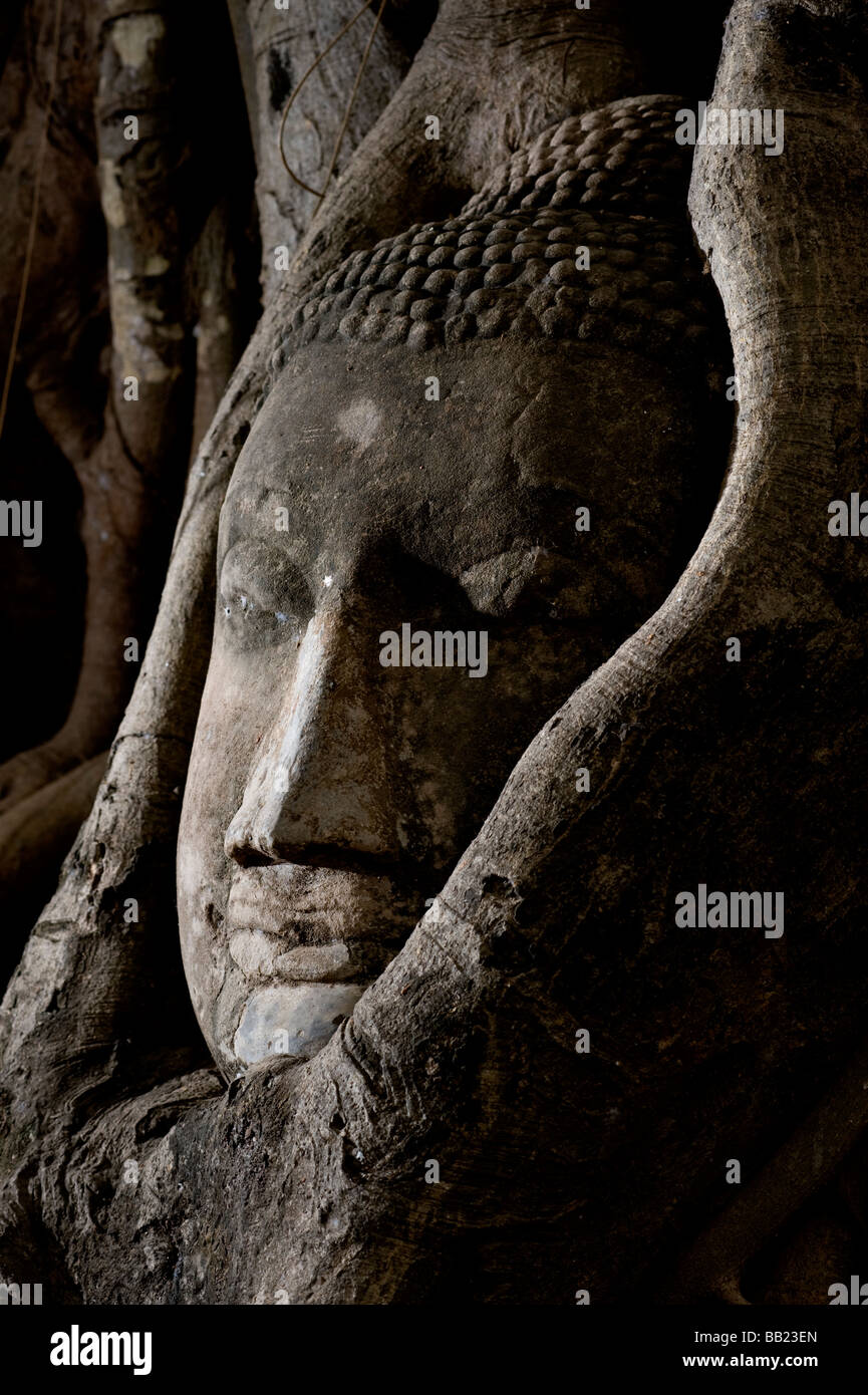 Buddha-Kopf eingebettet in Baumwurzel, Wat Phra Mahathat Ayutthaya, Thailand Stockfoto