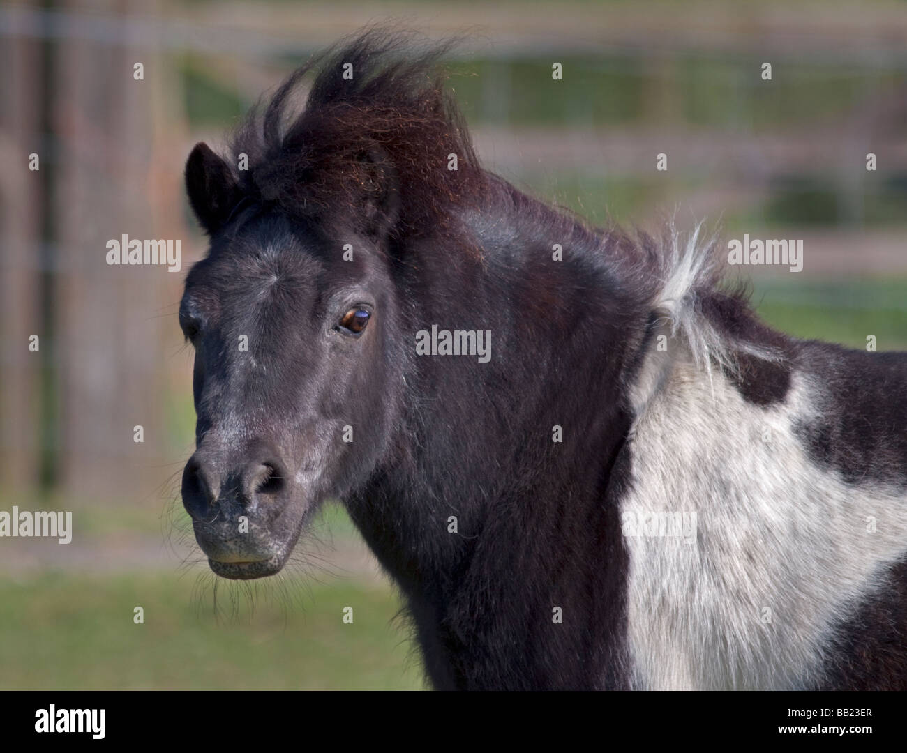 Schwarz / weiß Schecke Pony Stockfoto