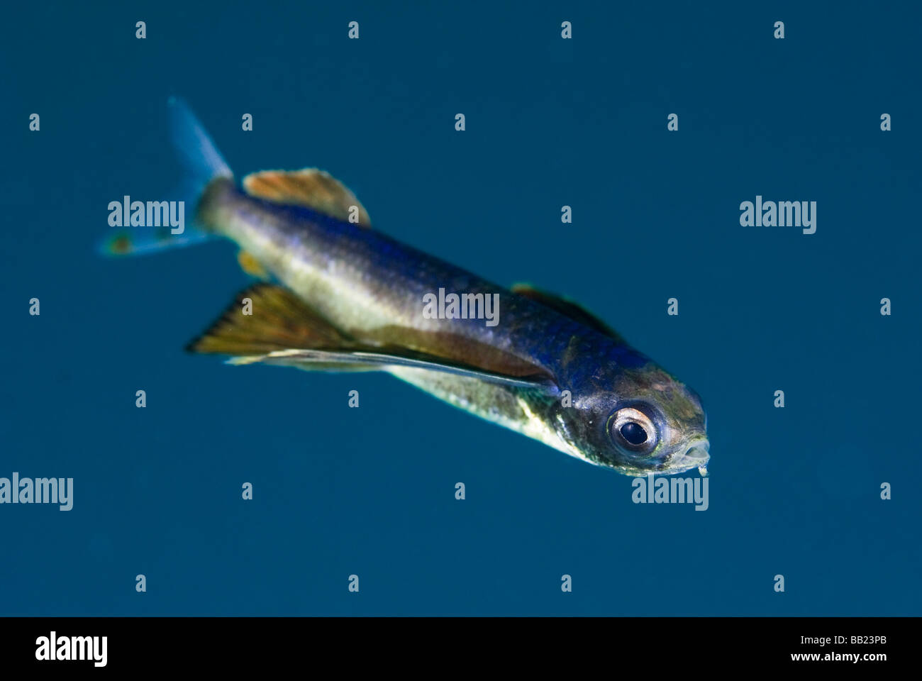 Papua Neu Guinea, New Britain Island. Nahaufnahme einer juvenilen fliegende Fische. Stockfoto