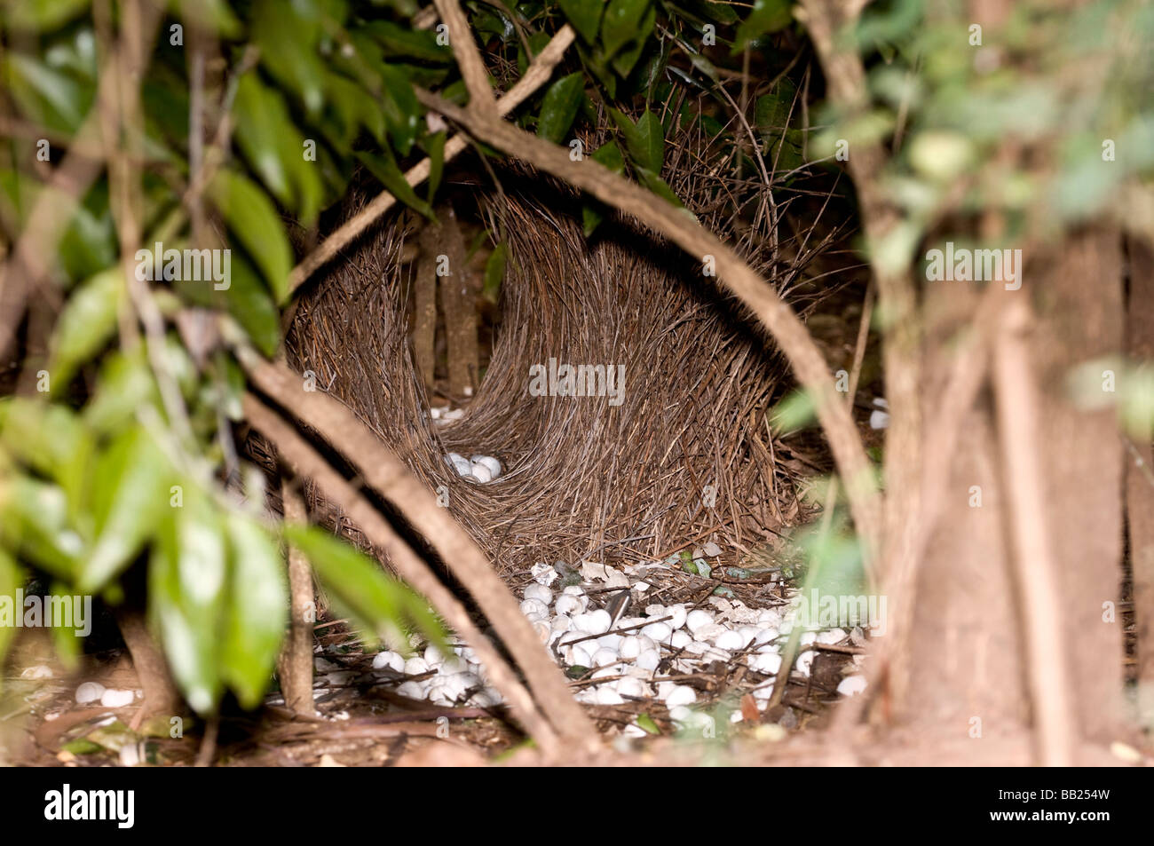 Laubenvogel Bower, Kakadu World Heritage Park, Northern Territory, Australien Stockfoto