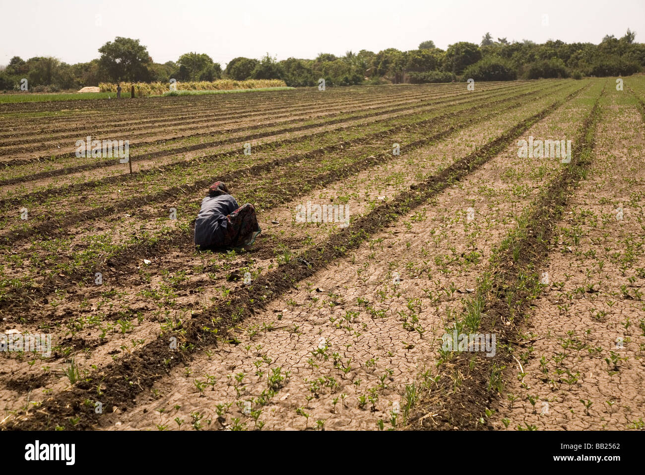 Die rissige Erde von einem Acker im Sasan, Gujarat. Viele indische Bauern leiden unter Wassermangel. Stockfoto