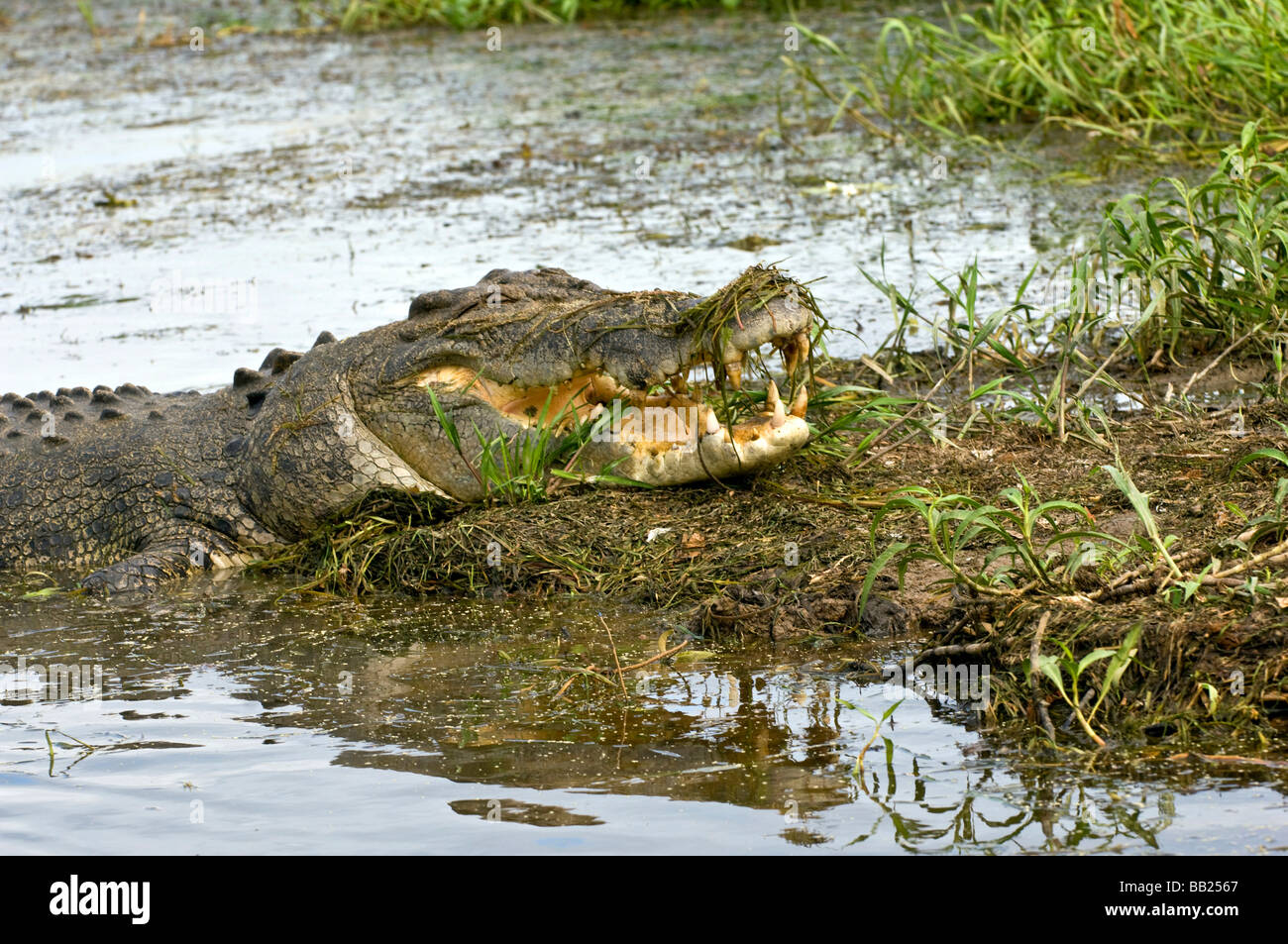 Kopf-Bild, Salz-Wasser-Krokodil, Yellow Waters, Kakadu World Heritage Park, North-Territory, Australien Stockfoto