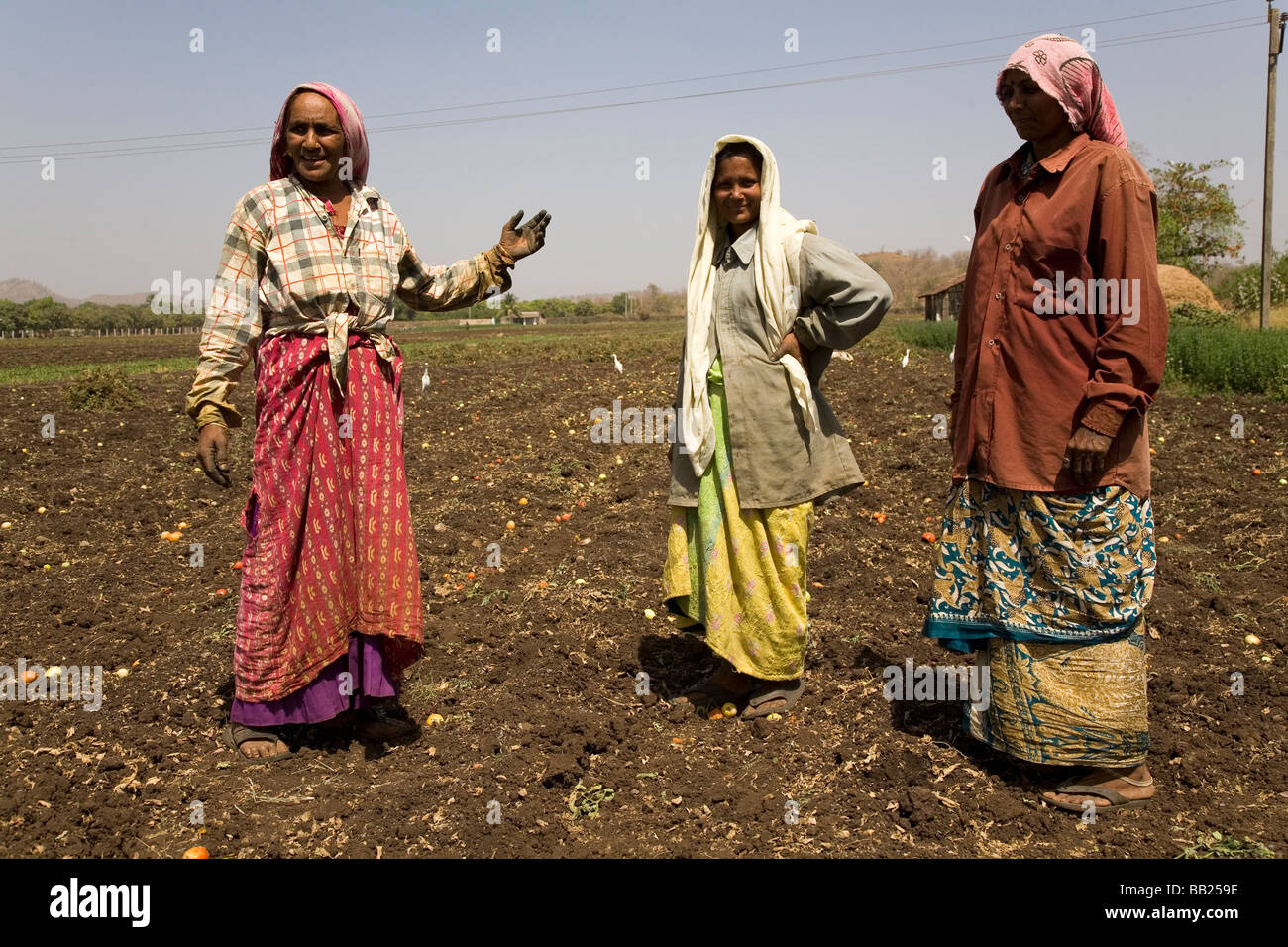 Weibliche Bauernhof Arbeiter arbeitet in einem Acker im Sasan, Gujarat. Stockfoto