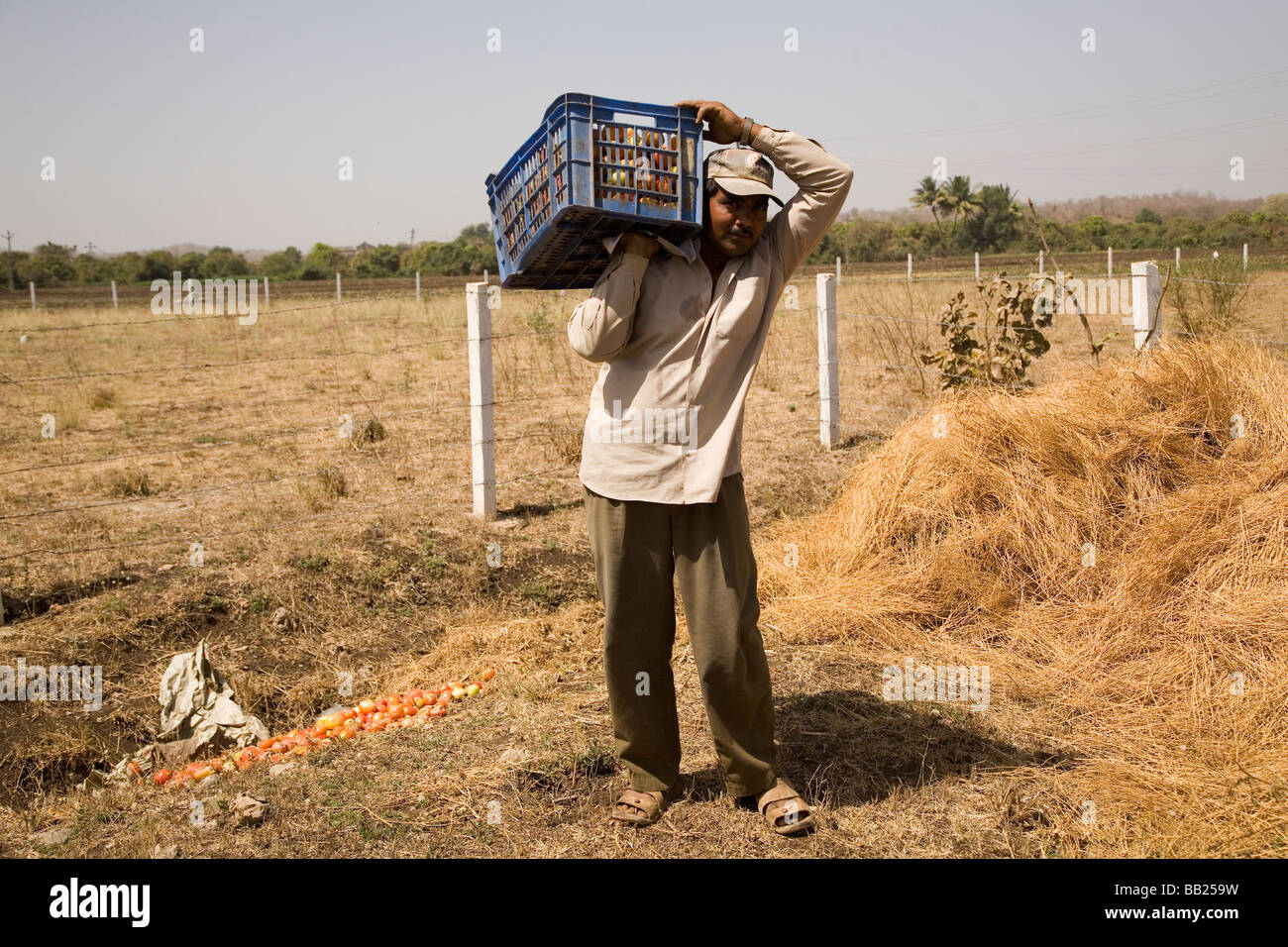 Ein Bauernhof-Arbeiter steht bei einer Kiste geernteten Tomaten in einen Acker in Sasan, Gujarat Stockfoto