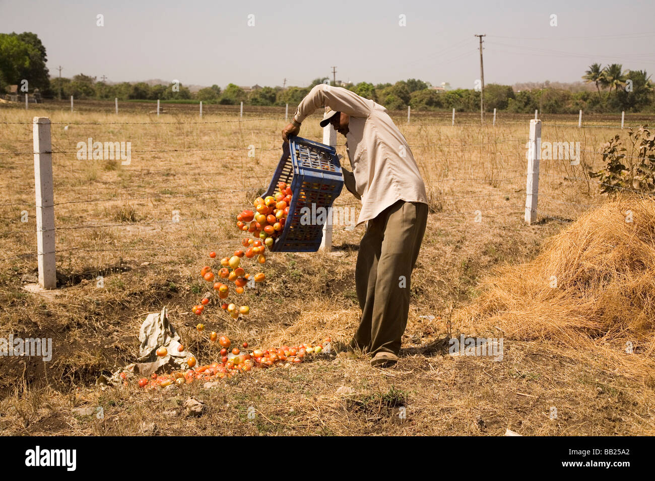 Bauernhof Hilfsarbeiter dumps faulen oder verdorbene Tomaten in einen Kanal in einen Acker in Sasan, Gujarat. Stockfoto