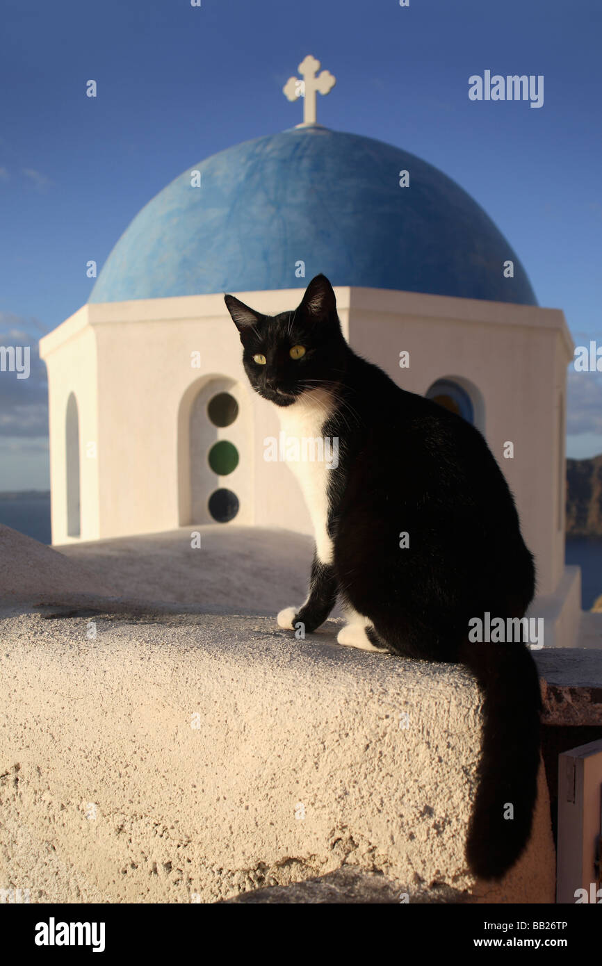 Hauskatze (Felis Silvestris, Felis Catus). Katze sitzt auf einer Mauer vor der Kirche in Oia Stockfoto