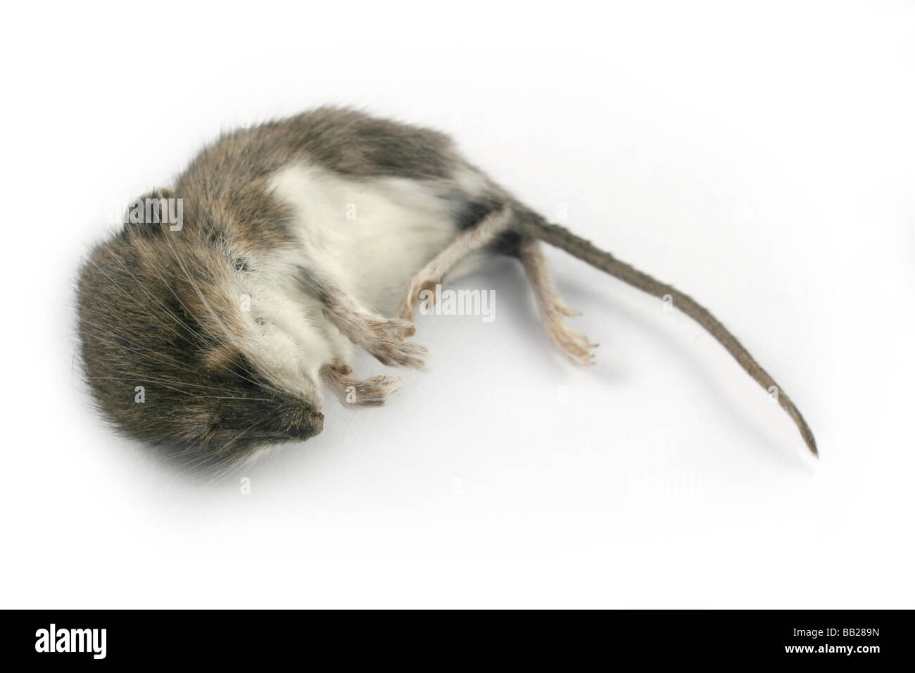 Natürlich getrocknete tote Maus. Stockfoto