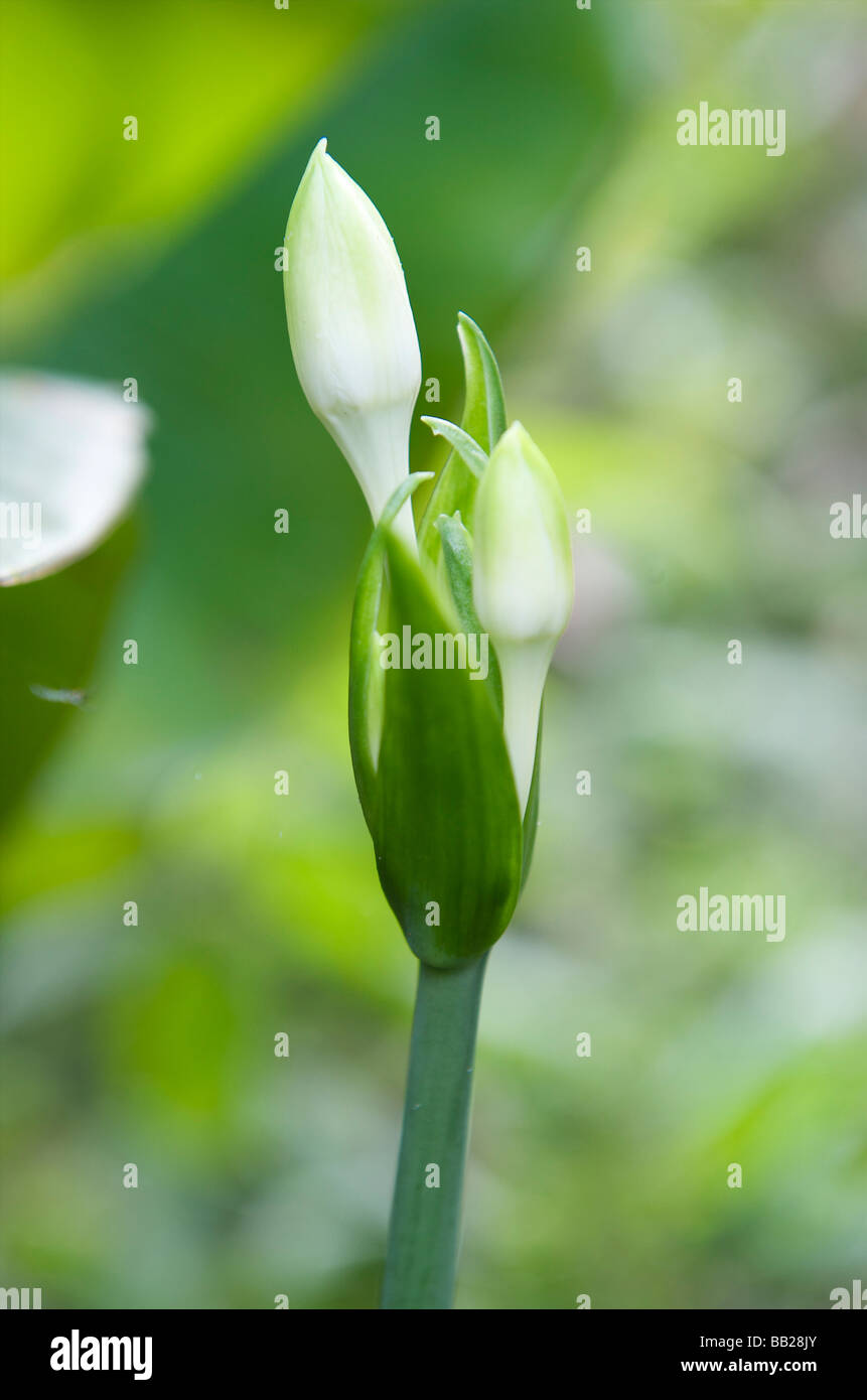 Saba Flora auf Mount Scenery Stockfoto