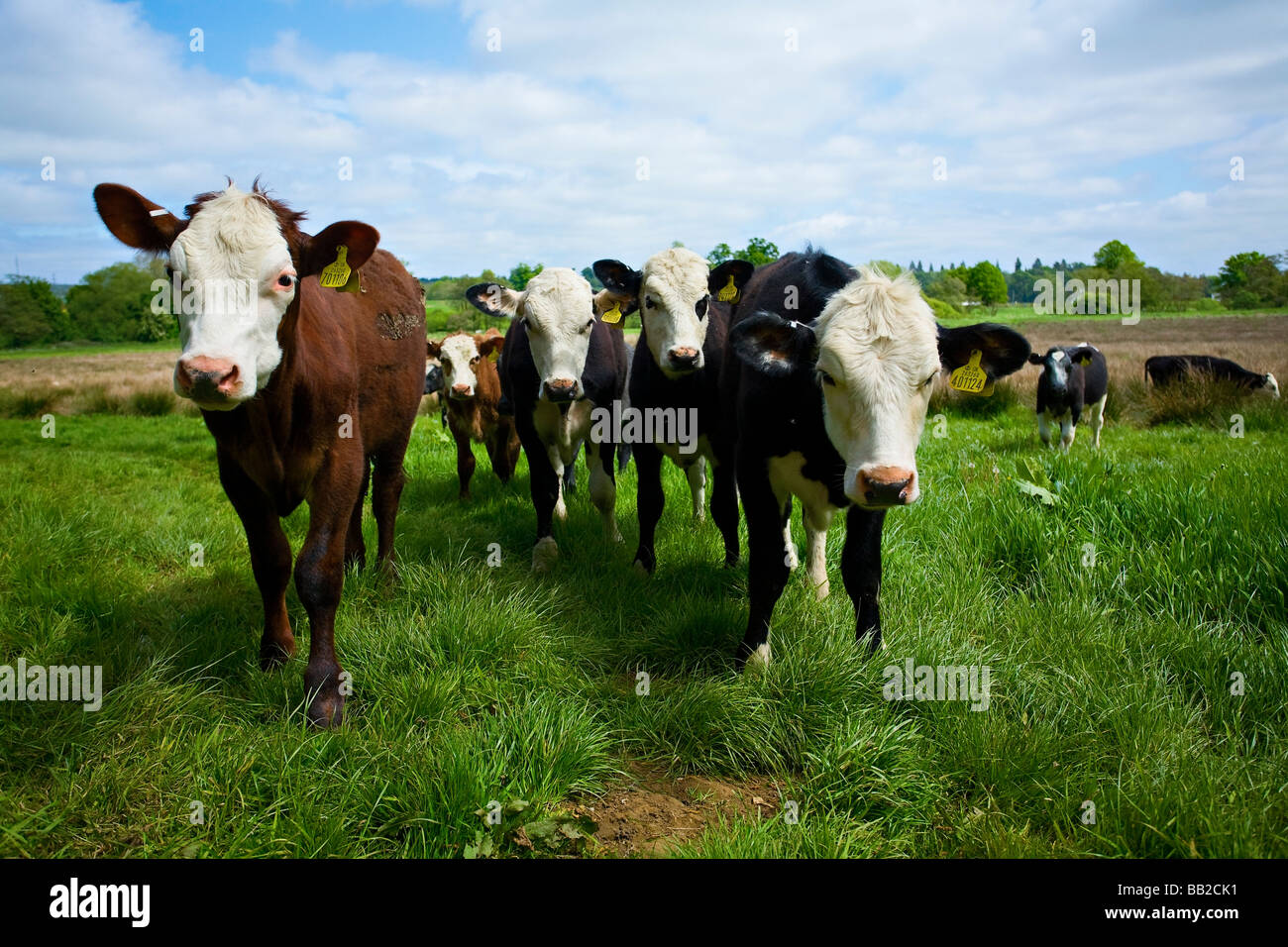 Herde von neugierigen Holstein Friesen und Hereford Kühe im Feld direkt in die Kamera schaut, Großbritannien Stockfoto