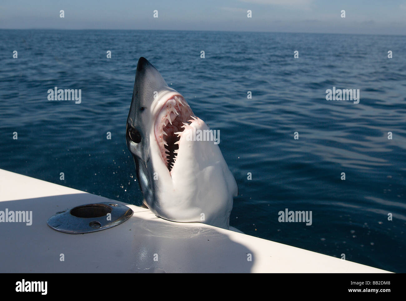 Mako Shark herüber der Bodenseite eines Bootes mit dem Horizont über dem Meer im Hintergrund Stockfoto