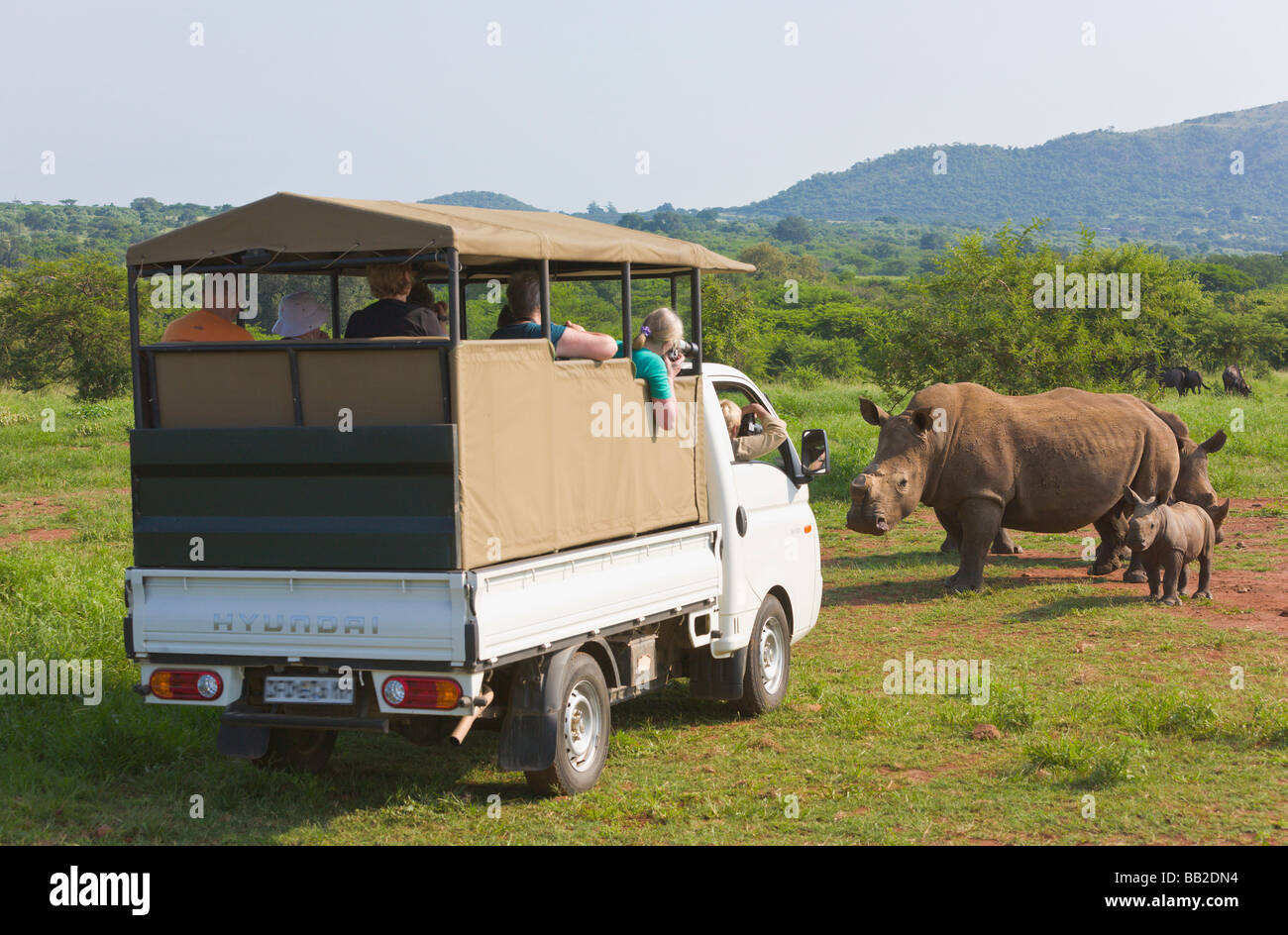 Safari Fahrzeug weiße Nashörner, Ceratotherium Simum, Private "Game Reserve", "Südafrika" Stockfoto