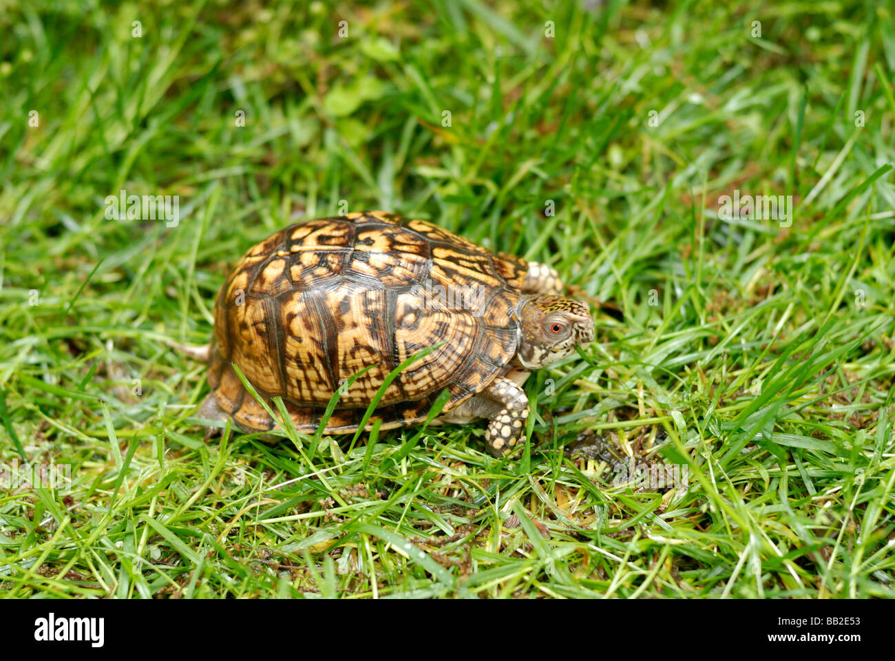 Junge männliche östliche Kasten-Schildkröte Stockfoto