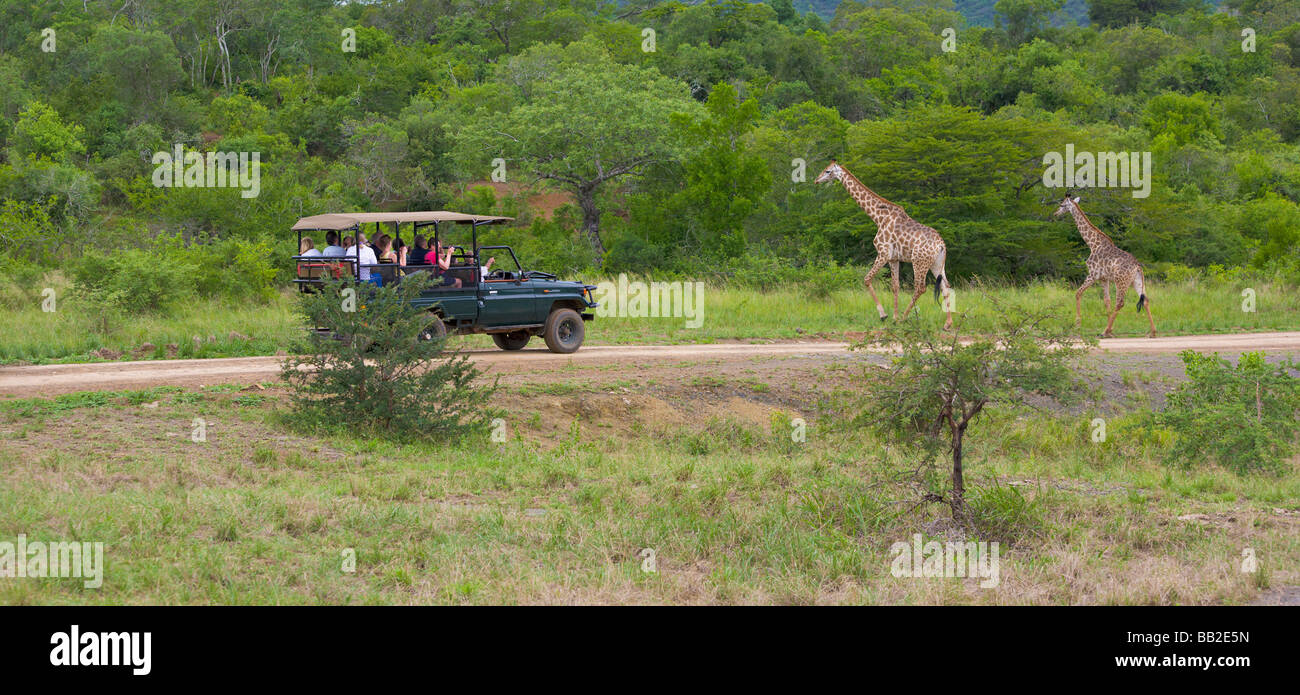 Menschen in Safari Fahrzeug anzeigen Giraffen, Giraffa Camelopardarlis Hluhluwe "Game Reserve", KwaZulu Natal, "Südafrika" Stockfoto