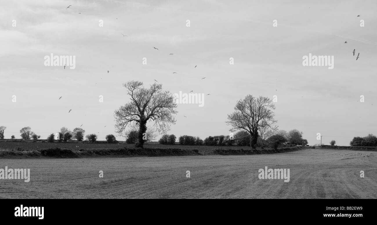 Das Somerset Landwirts Felder Stockfoto