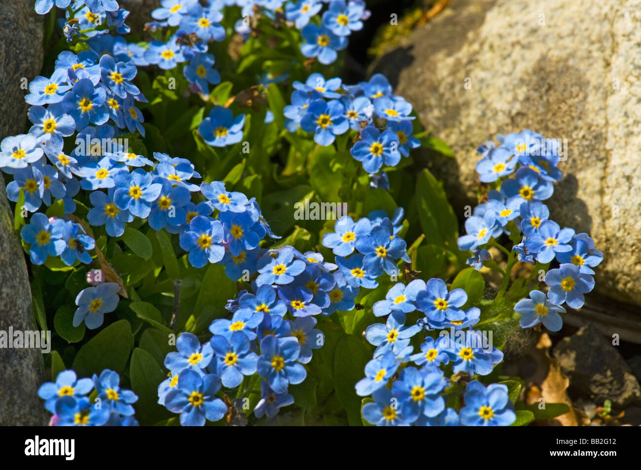 Alpine Vergissmeinnicht Boraginaceae MYOSOTIS Rehsteineri Alpes Europa Bodensee-Vergissmeinnicht Bodensee Vergissmeinnicht Alpine f Stockfoto
